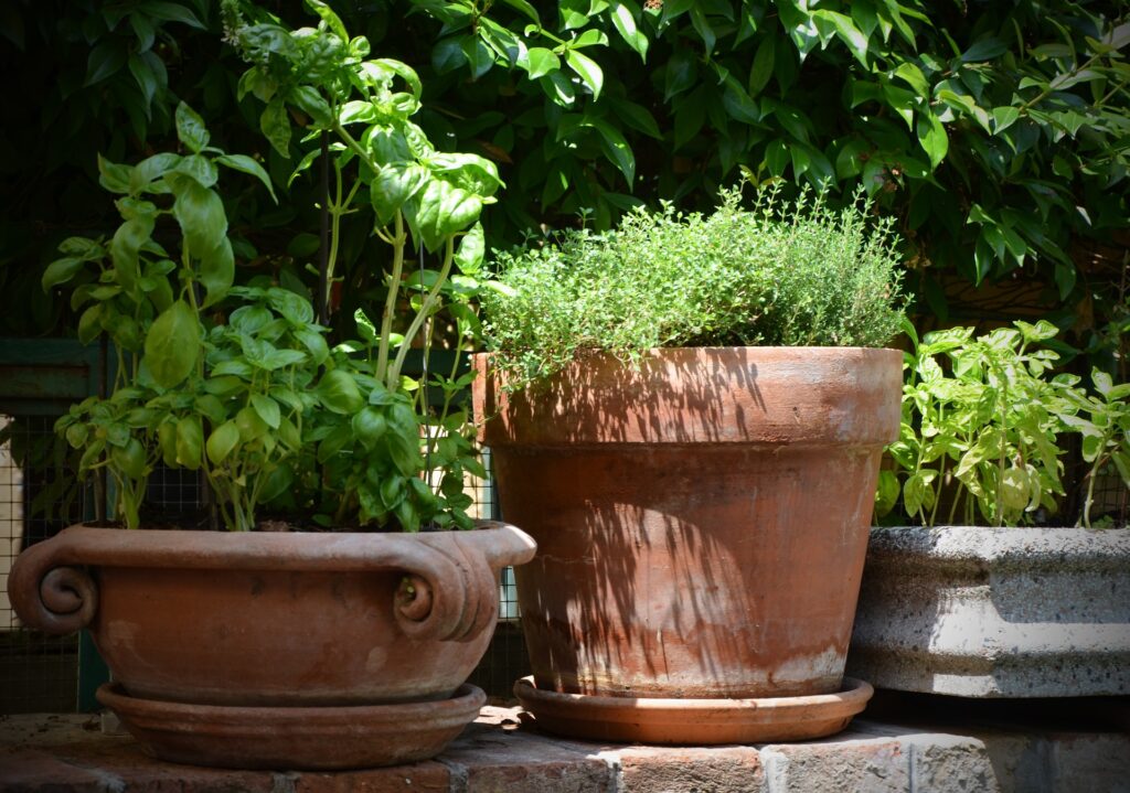 Natürliche Haarpflege Tipps: So wirkt die Natur! 3 thymian aus dem kraeutergarten1
